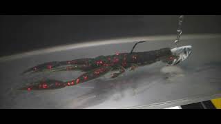 Delalande® Bass Craw