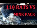 INFESTATION of Rats vs Mob of Mink and Dogs