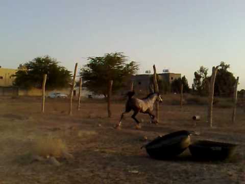 IBN JUHRAT AL KHALEDIAH