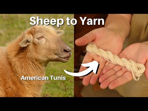 Wool To Yarn - Scour, Comb, & Spin - American Tunis Breed Study🐑