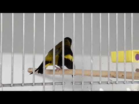 Stehlík čiernoprsý (Spinus notatus) — video o speve a chove