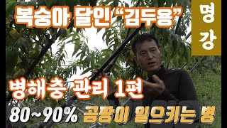 복숭아 재배 복숭아 병해충 관리중 병해 관리 방법 및 환경 관리_복숭아 재배의 필수 강의 유튜브