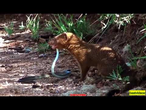 Mongoose And Black Mamba Amazing Fight Go To Death