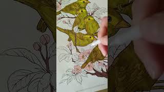 Free coloring pages from Colouring heaven | Birds collection #coloring #adultcoloring #birds