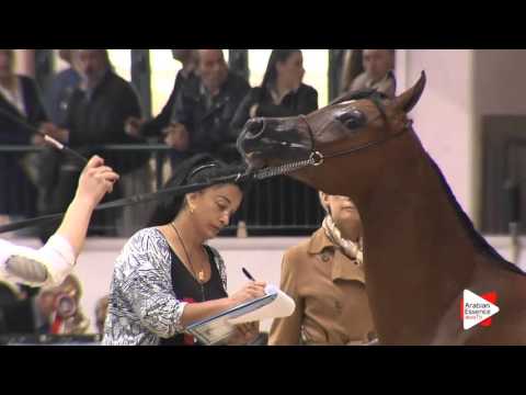 N.18 SHAMIRA ASHIRAF - Milan 2016 - Fillies 2 years old (Class 2)