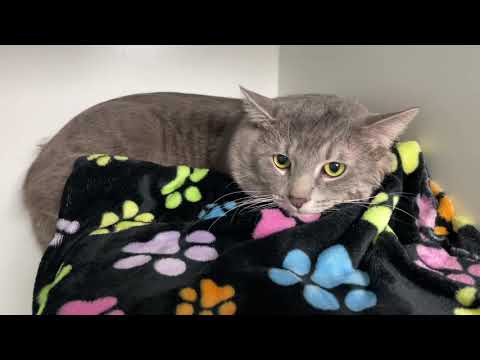 Mr. Grey, an adopted Domestic Short Hair in Clifton, NJ_image-1