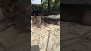 Video preview image #1 Chihuahua-Colonial Cocker Spaniel Mix Puppy For Sale in Corona, CA, USA