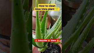 | How to clean Aloevera plant 🌱 | #shortvideo #viralvideo #gardening