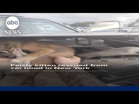 Feisty kitten rescued from car hood in New York