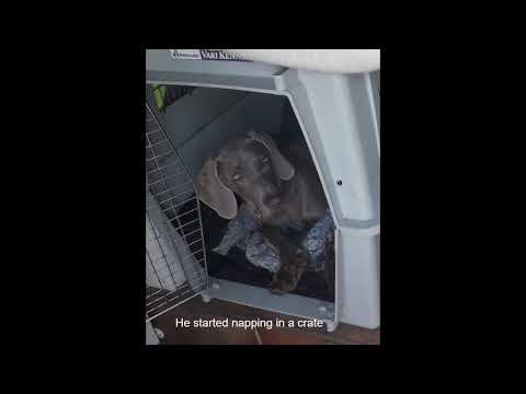 Harmony Professional Dog Training video.