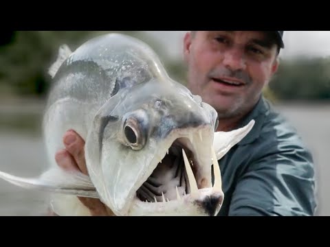 LE POISSON LE PLUS EFFRAYANT DU MONDE ? - Cyril Chauquet