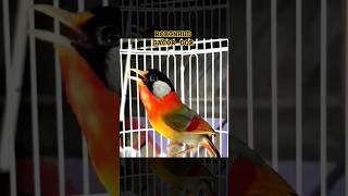 Download lagu BURUNG ROBIN GACOR DOORR || PANCINGAN robin gacor SUARA LANTANG OCEHANNYA SANGAT MERDU #kicaumania mp3