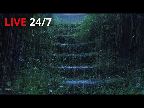 🔴 Dream with Rain & Thunder Sounds for Sleeping | Help Study, PTSD, Insomnia & Tinnitus