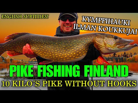 BIG PIKE UP WITHOUT HOOKS! -  KIIMINKIJOKI KYMPPIHAUKI PELKÄLLÄ PERUKKEELLA! ( HAUKIPUDAS - OULU )