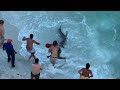 SHARK ATTACK! REAL Hammerhead Shark On the BEACH!