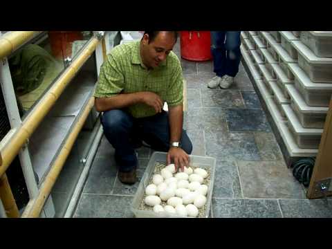 YouTube Video SMAui26NfFc