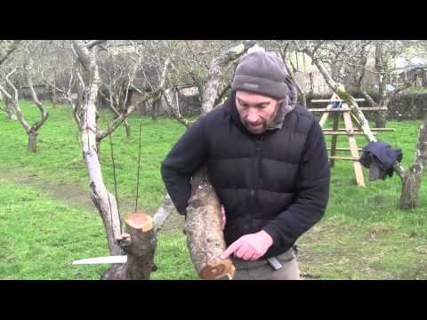 Pruning Old Fruit Trees - Reinvigorating Old Trees