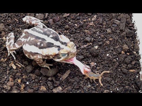 Sapo-cururu comendo escorpião amarelo