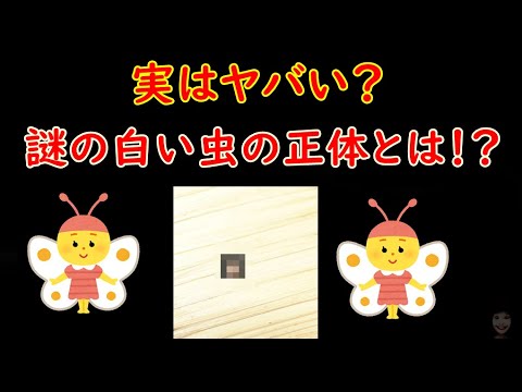 植物の中の小さな白い虫は何ですか?何が彼らを惹きつけるのでしょうか？それらを解消するための4つの自然療法  庭園