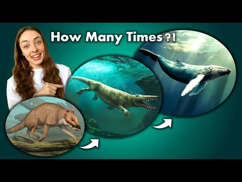 All the Times Mammals Went Back to Sea- From Walking Whales to Running Seals! GEO GIRL