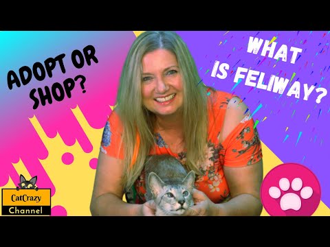 😻CatCrazy: Should you get your cat from a shelter or breeder? Watch...