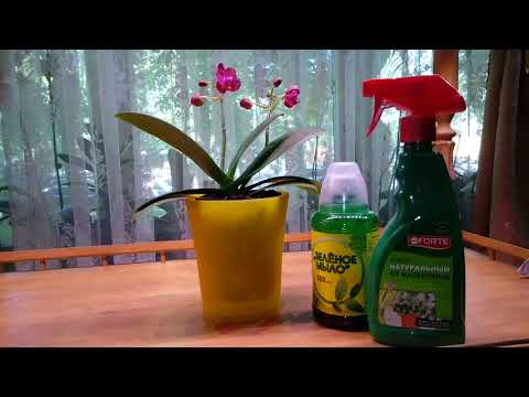 МОЕМ ОРХИДЕИ ДУШЕМ | ЗЕЛЁНОЕ МЫЛО | ПРОФИЛАКТИКА