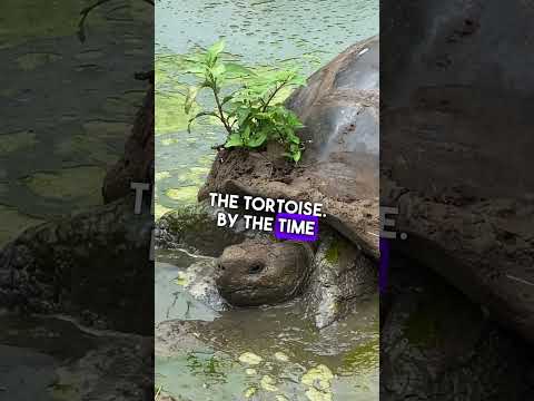 Borage Testudines - Greek Food - Misc Originals