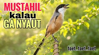 Download lagu toet toet suara cendet gacor PAGI SIANG SORE sangat efektif buat Pancingan cendet diam agr cpt bunyi mp3