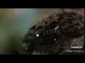 Malaria S Reaction Of Wormy