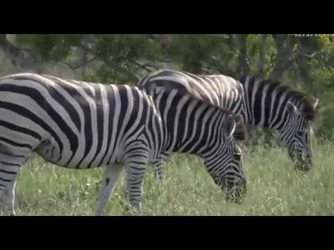 Feb 8, 2017- Twichy Zebras