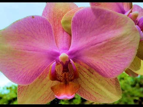 Intro to My Orchids - Growing Orchids in South Florida