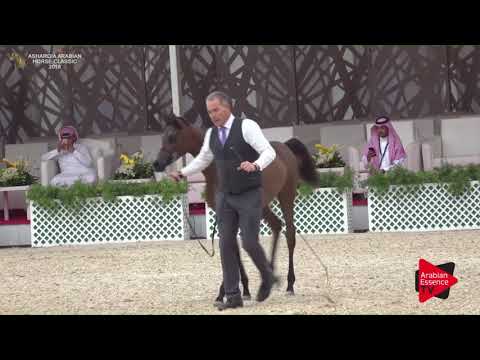 N.2 KHOOD AL KHALEDIAH - Asharqia Classic 2018