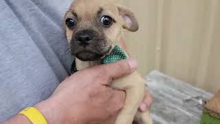 Video preview image #1 Pug-Unknown Mix Puppy For Sale in Bandera, TX, USA