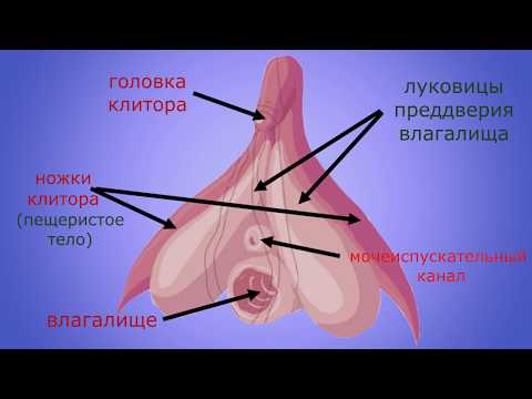 Женские половые органы: КЛИТОР