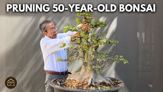 Bonsai Technique: Defoliating, Pruning & Designing a Trident Maple