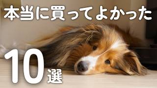 【シェルティ】犬を飼って1年半、買ってよかったもの10選｜犬との暮らしが快適になったアイテム