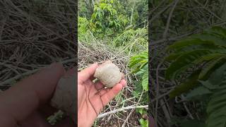 Download lagu Mikat burung prenjak pake mp3 #mikatburung #shorts mp3 Download lagu Mikat burung prenjak pake mp3 #mikatburung #shorts mp3