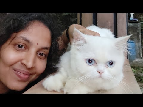 cat love.                                          #catvideos #kitten #animallover #viral #catlover