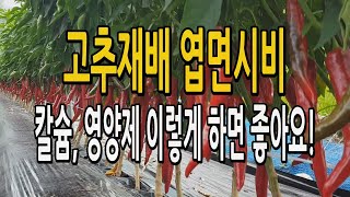 고추재배 엽면시비 / 칼슘제, 영양제 비료는 이렇게!! 다수확 고추농사 야라비타 야라엠플릭스