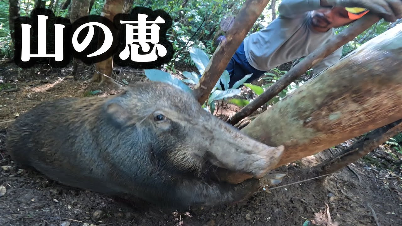 【激闘】ジャングルの恵‼︎間違いなく旨いメス！巨大猪を罠で獲って食すまで。　［狩猟サバイバル］