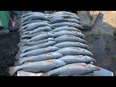 Pescaria de Robalo e pescada no camarão artificial, Luís Domingues -  MA