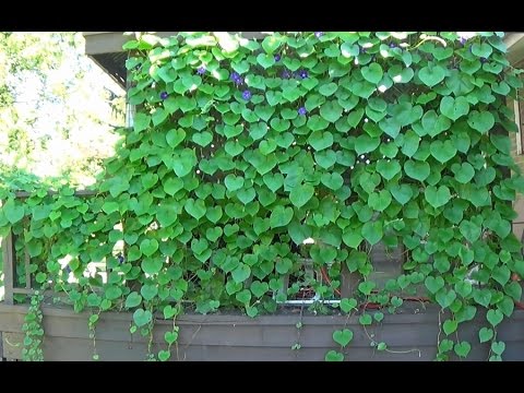 Tour of Morning Glory Vines Growing All Over My House