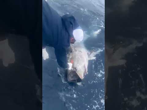 19/03 – FIRST BLUEFIN TUNA OF THE YEAR! - Cavalier & Blue Marlin Sport Fishing Gran Canaria