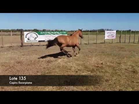Lote Capiru Escorpiana 10/2015