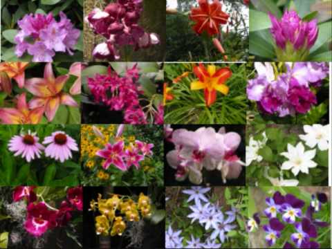 Happy birthday Jeena & R.wmv