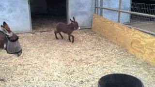 A happy baby donkey