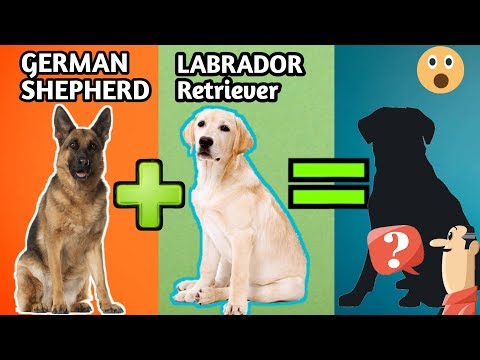 download lagu mp3 mp4 Labrador German Shepherd Mix, download lagu Labrador German Shepherd Mix gratis, unduh video klip Labrador German Shepherd Mix
