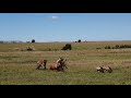 HYENA S ARE SO BRUTAL FEEDING ON A LIFE TOPI Maasai Mara Sightings Maasaimaranationalreserve Wild