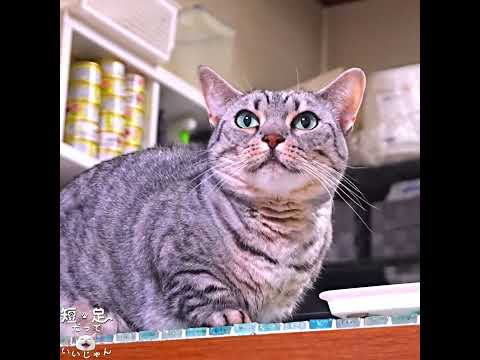 youtube-動物記事1970/01/01 09:00:00