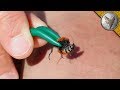 STUNG by a VELVET ANT!